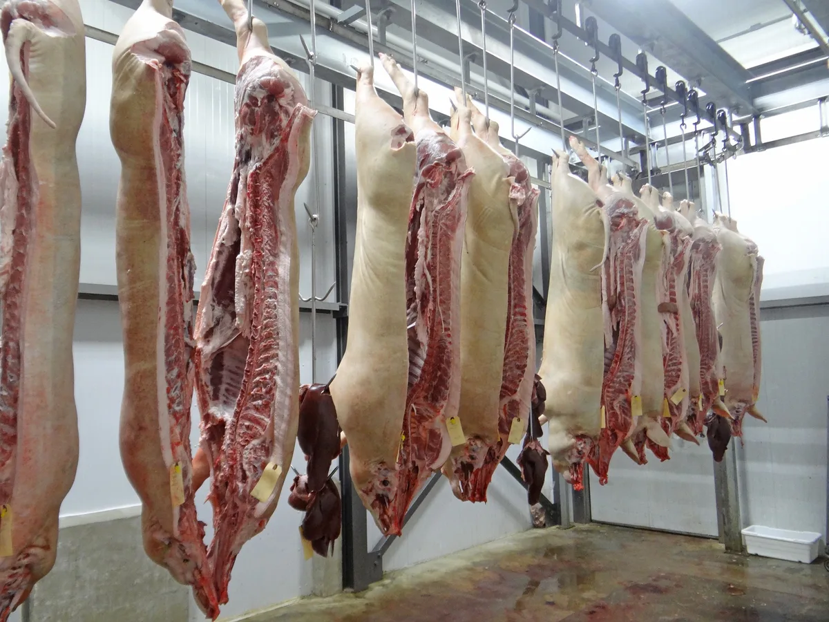 Dübendorf ist ein hartes Pflaster für Veganer, die Eingeborenen ernähren sich vorwiegend fleischlich. Aufgehängte Schweinehälften im Schlachthaus.